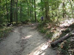Hike In Woods