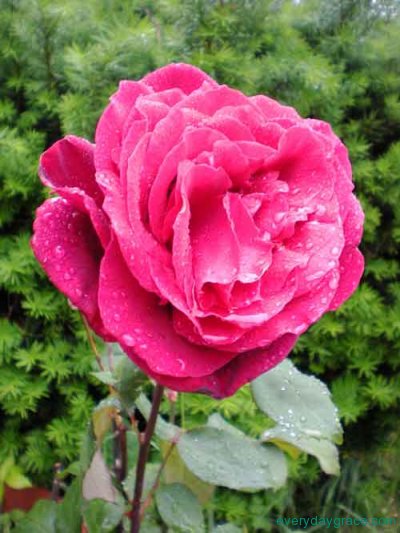 Single Red Rose