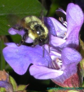Busy Bee