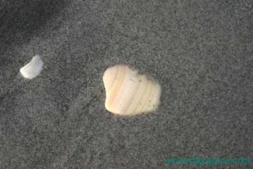 Shell in Sand
