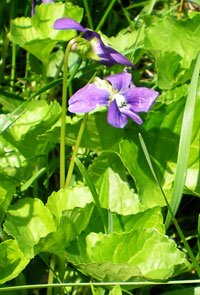 violets